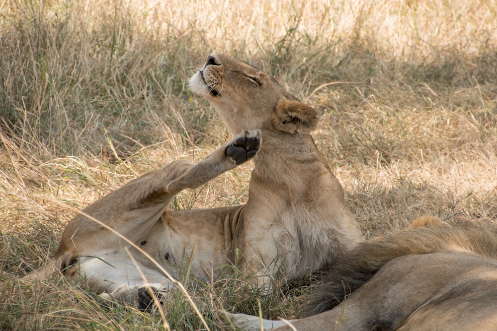 a couple of lions laying on top of a dry grass field