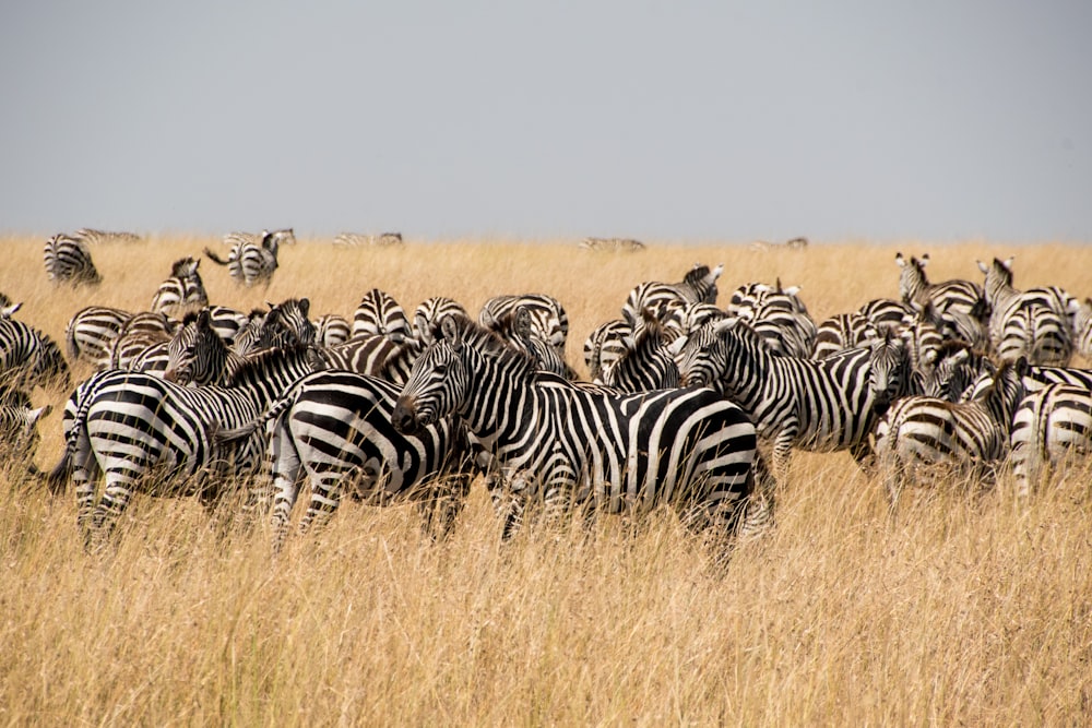 a herd of zebras standing in a dry grass field