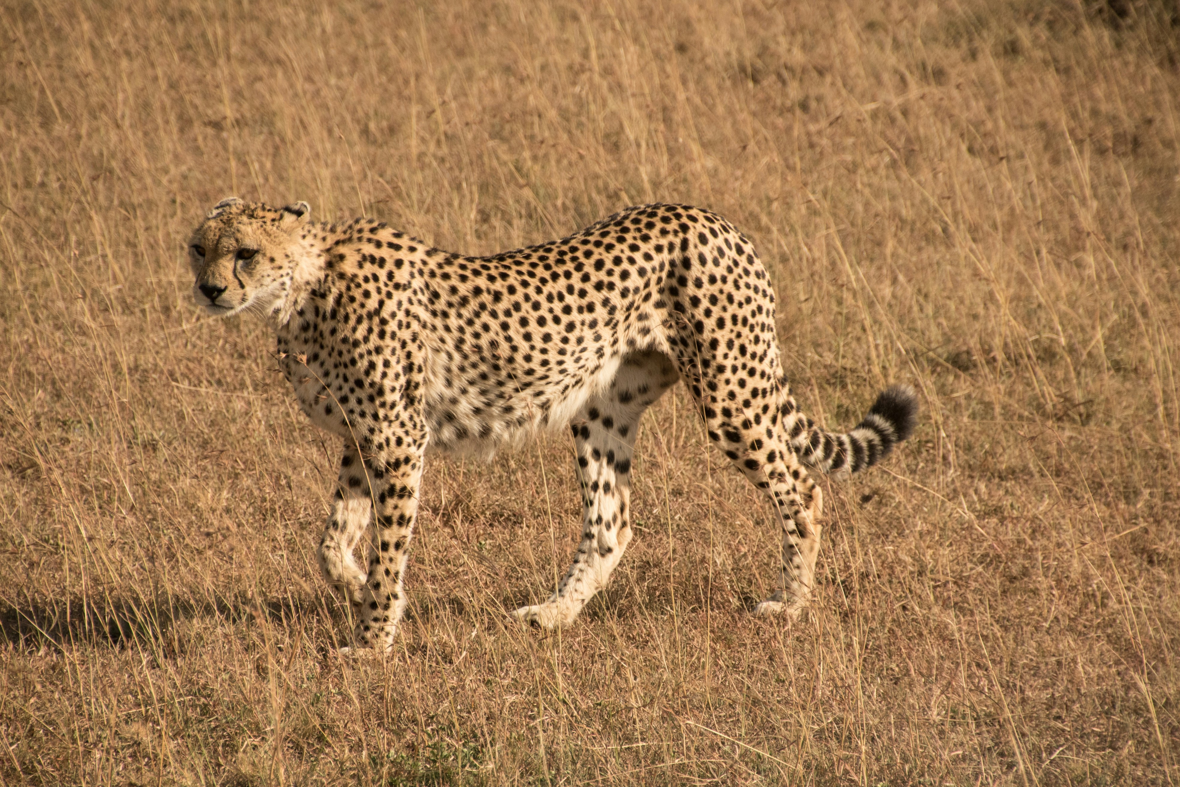 Serengeti cat
