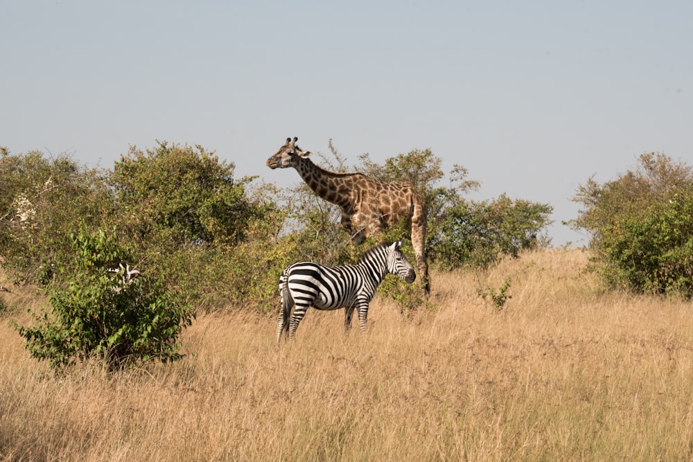 a giraffe and a zebra standing in a field