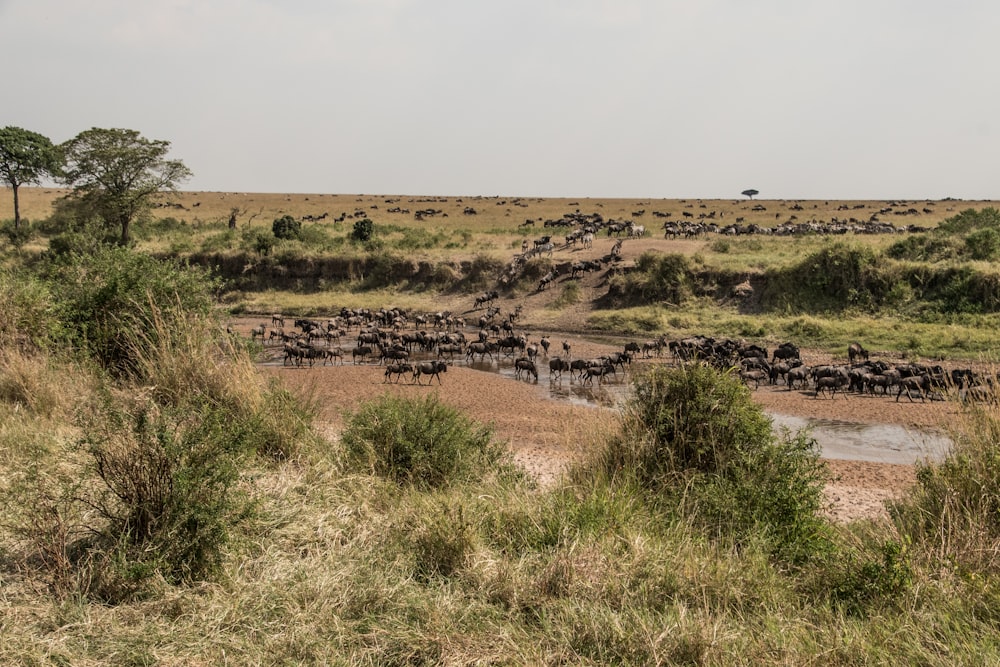 a herd of wild animals walking across a grass covered field