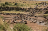 A vibrant herd of zebras crossing a shallow river with reflections shimmering in the water.