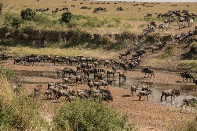 A large herd of wildebeest is crossing a shallow river in a savanna landscape, accompanied by a few zebras in the background. The scene is expansive with dry grassland and sparse green shrubs.