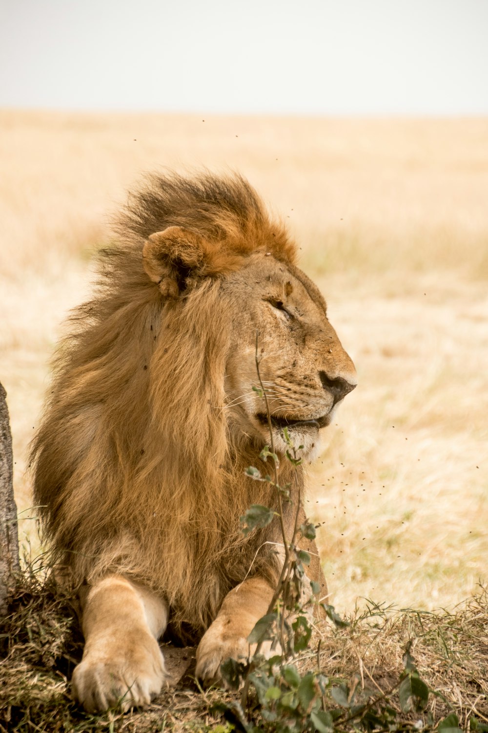 a lion laying on the ground next to a tree