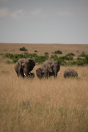 A group of elephants walking through the grasslands.