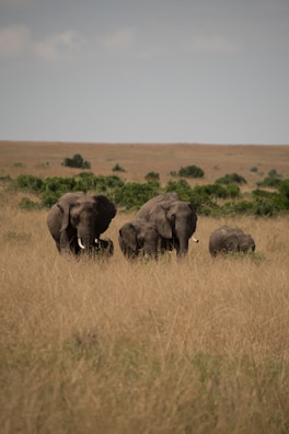 A group of elephants walking across the vast plains of Serengeti National Park.