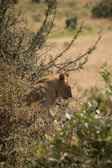 A lion is partially concealed by dense, green foliage, walking through tall grass in a natural, grassy landscape. The environment suggests a savanna with shrubs and scattered greenery.