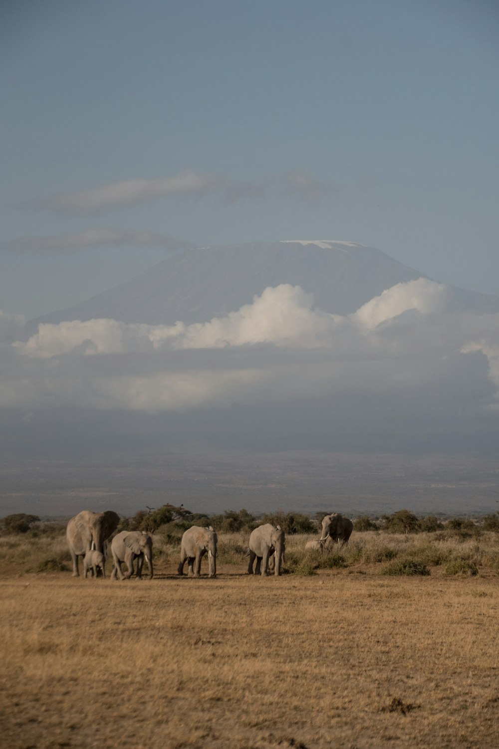 a herd of elephants standing on top of a dry grass field