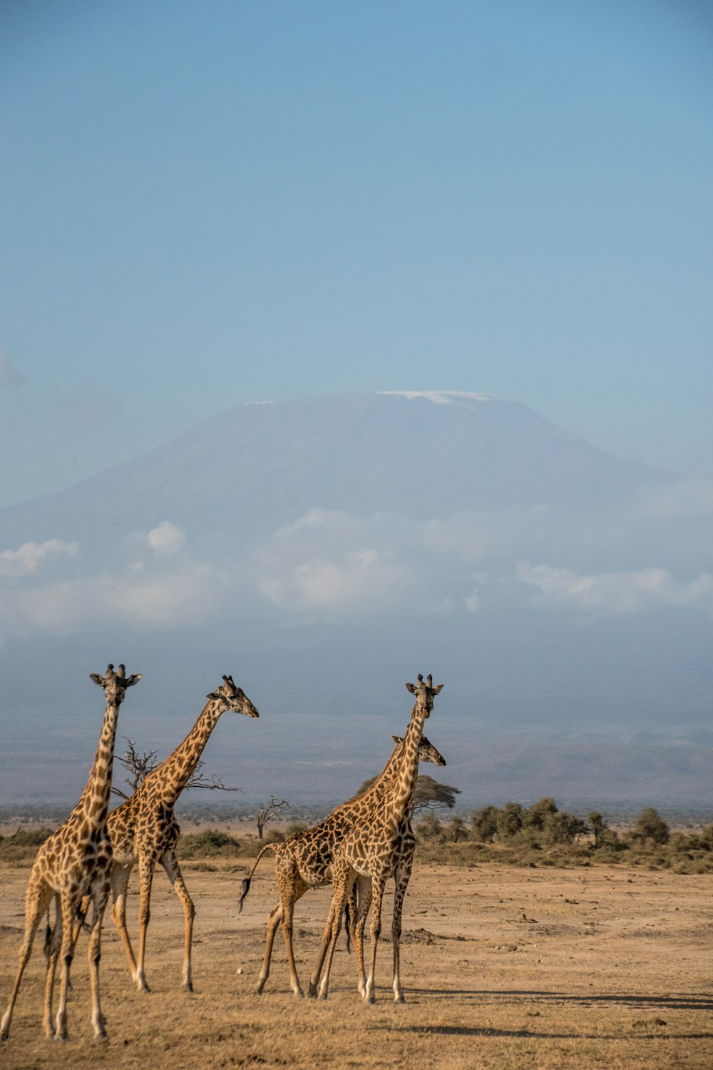 a group of giraffes walking across a dry grass field