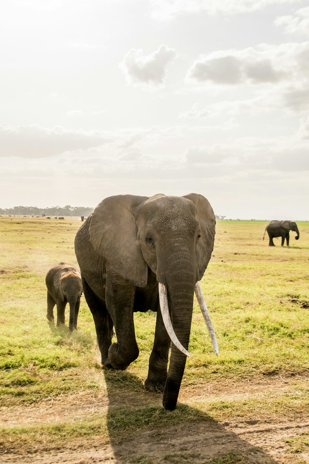 a large elephant walking across a lush green field