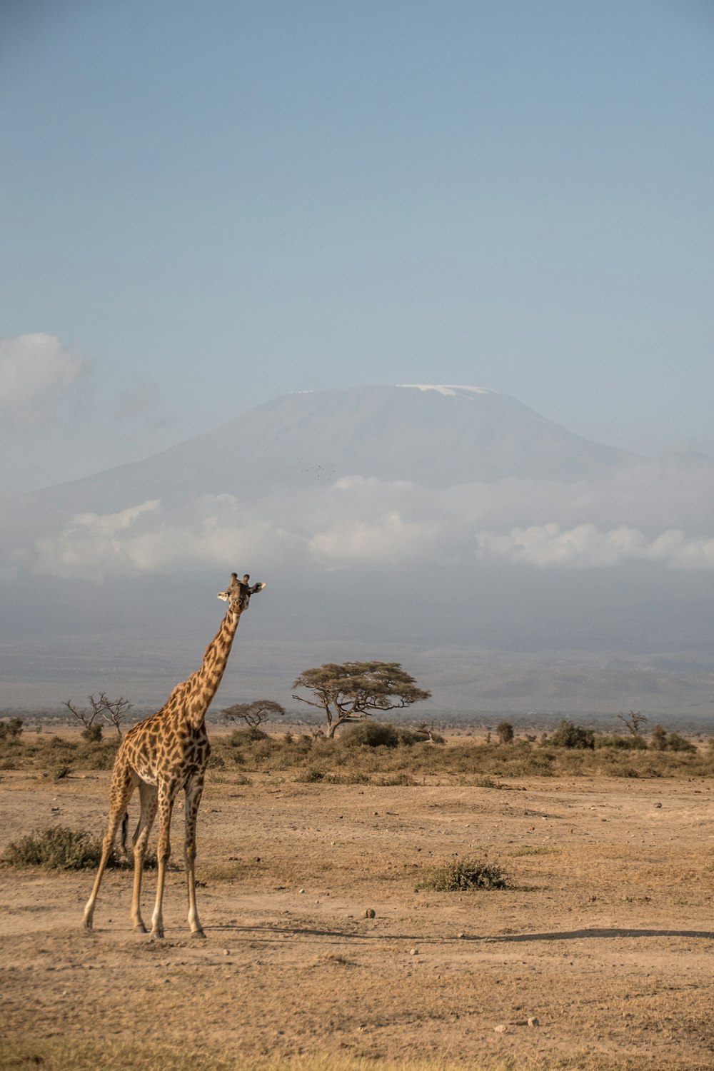 a giraffe standing in a field with a mountain in the background