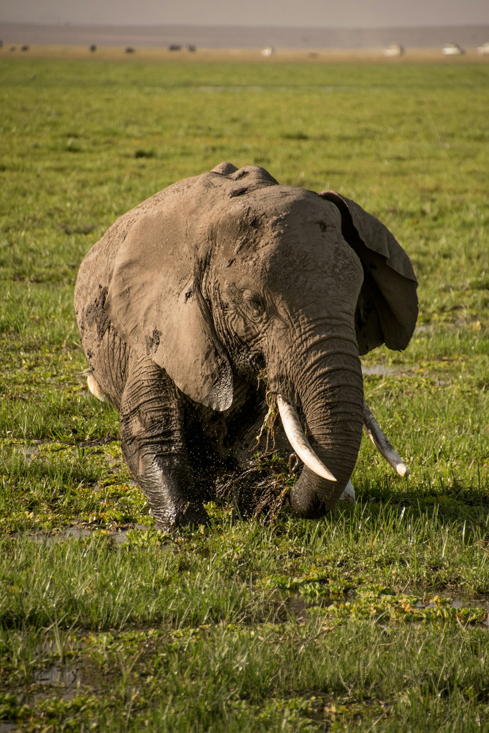 a large elephant standing on top of a lush green field