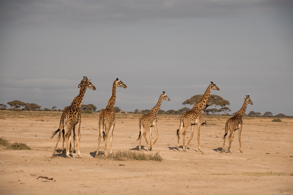 a herd of giraffe walking across a dirt field