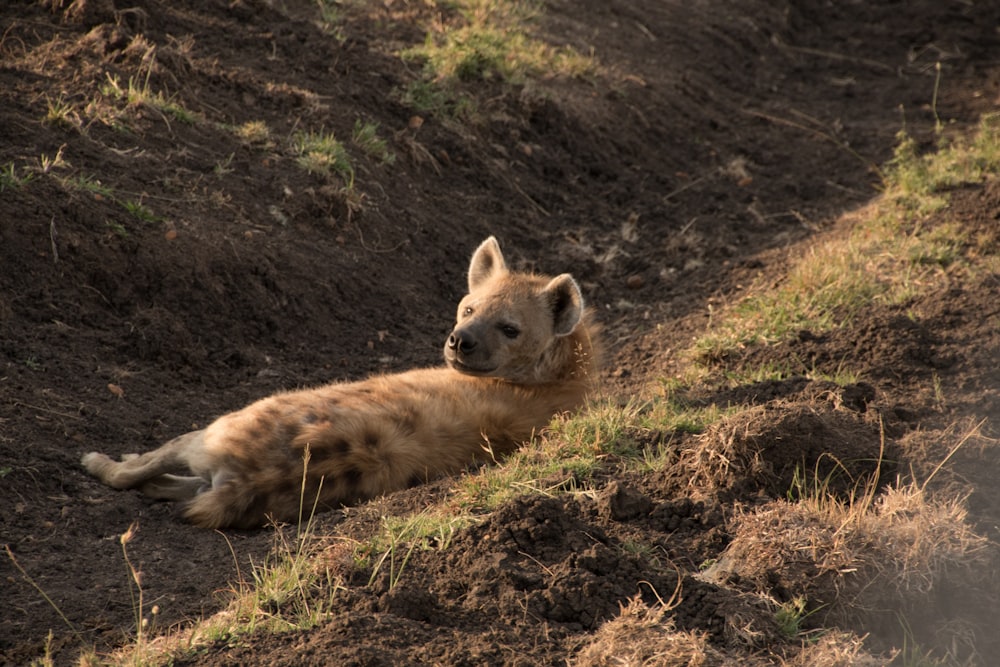 a hyena laying in the dirt on the side of a hill