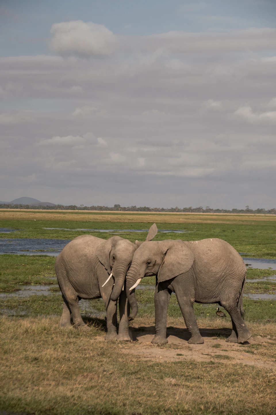 The image depicts two elephants standing side by side on a grassy plain, facing each other with their trunks intertwined. The elephants are positioned near a body of water and a hill in the background, creating a serene natural setting.