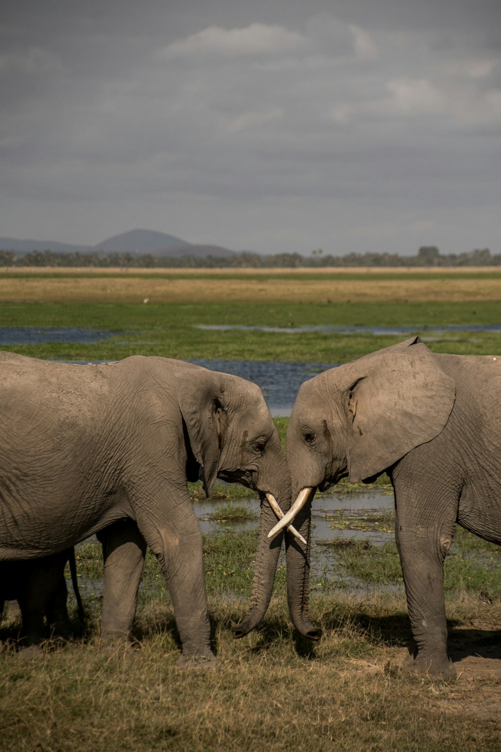 a couple of elephants standing next to each other