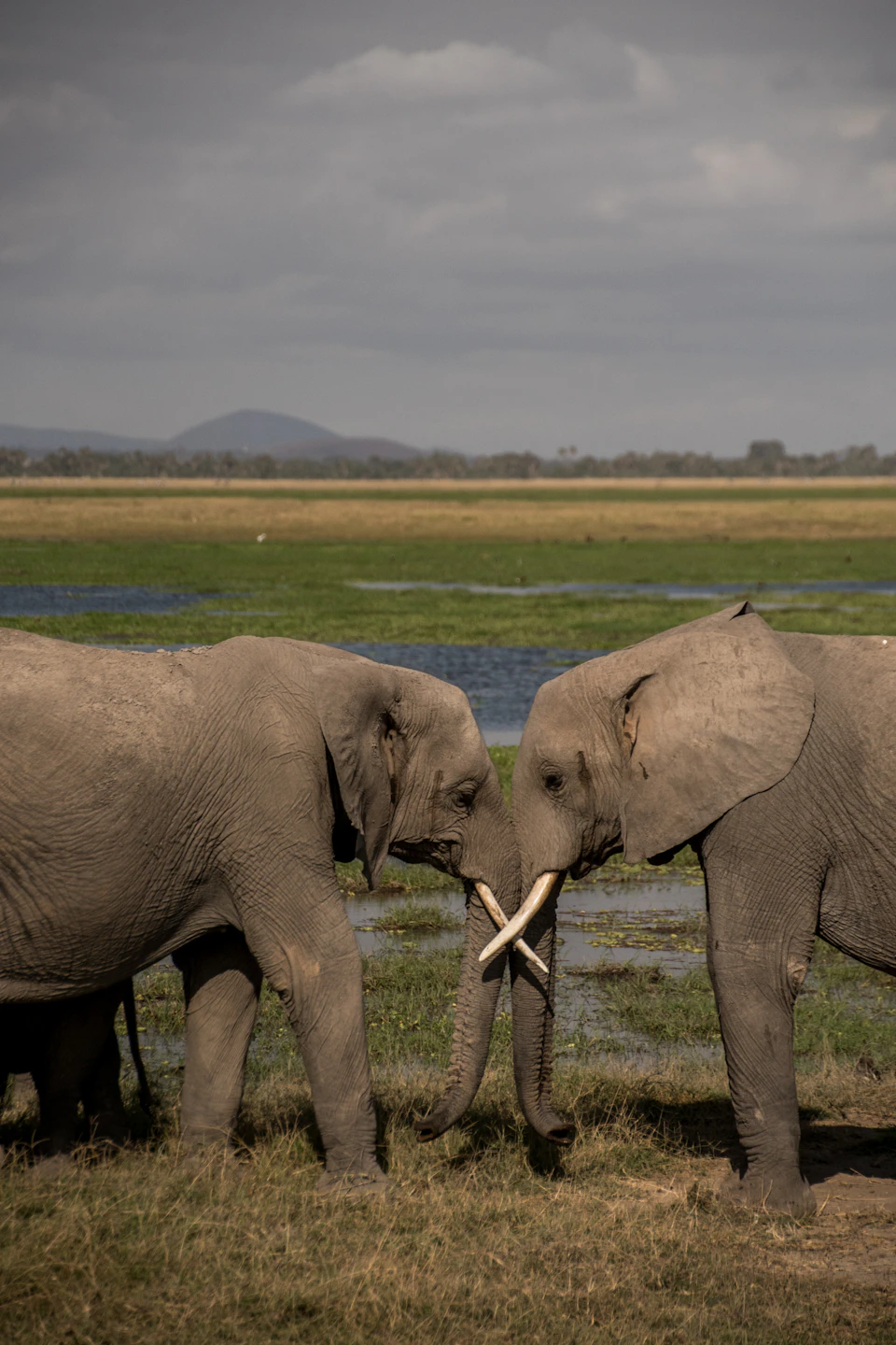 In a grassy field, two elephants are engaged in an intimate interaction. The elephant on the left is facing away from the viewer and has its trunk extended towards the other elephant. The second elephant stands with its trunk curled up to the side, appearing to be reaching out towards the first one. Both elephants have their ears perked up, suggesting a sense of curiosity or playfulness in their interaction. In the background, there is a body of water that adds depth and context to the scene.
