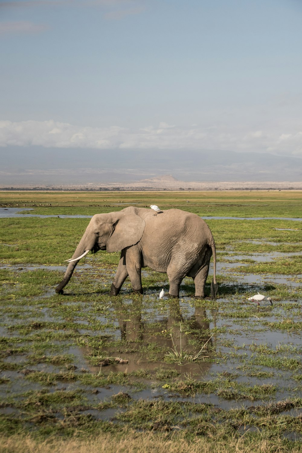 a large elephant walking through a muddy field