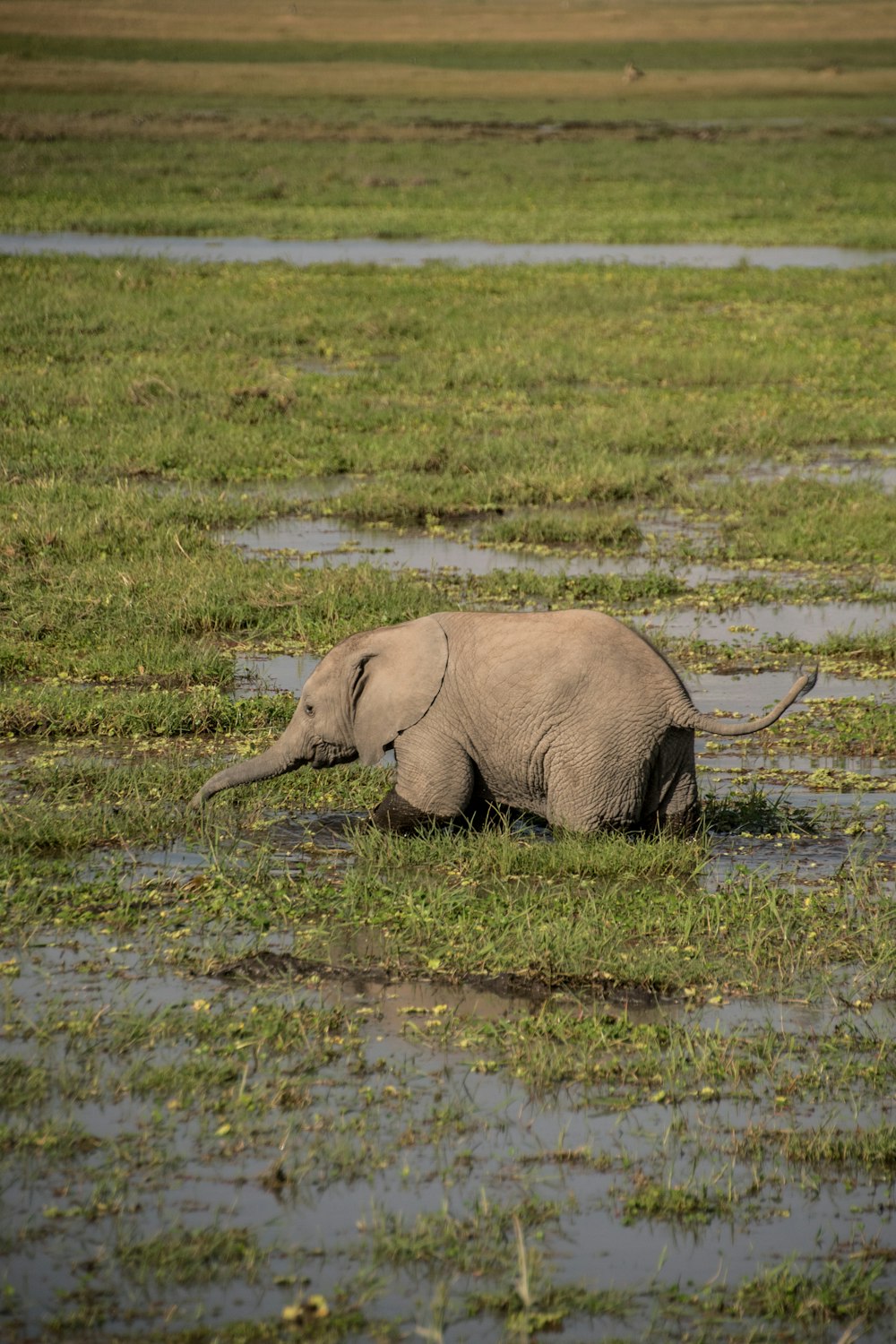 a baby elephant walking through a muddy field