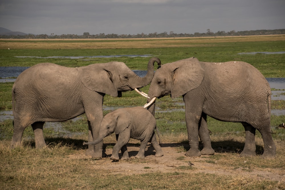 a group of elephants standing next to each other on a field