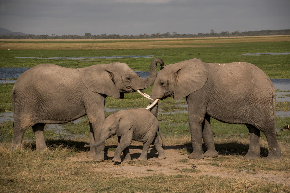 Elephants in a field, three individuals standing in tranquil poses, interacting with each other