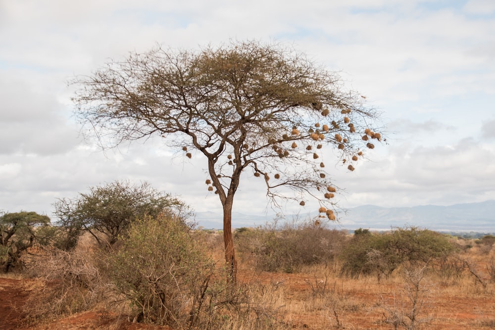 a tree in the middle of a dry grass field