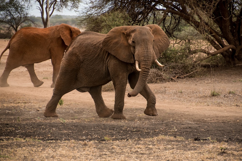 a couple of elephants walking across a dirt field