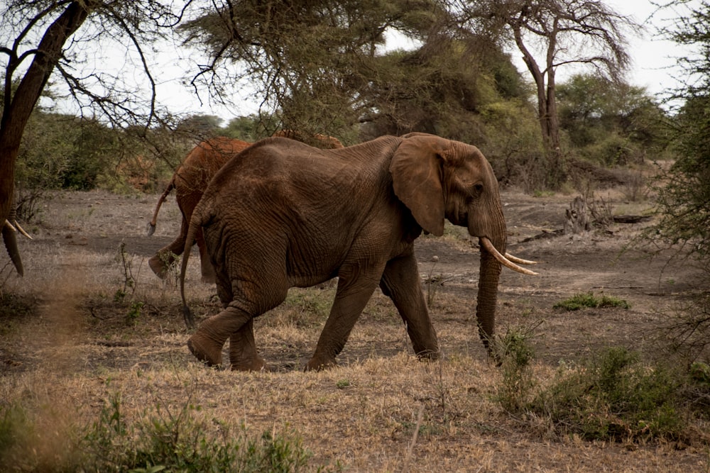 a large elephant walking through a dry grass field