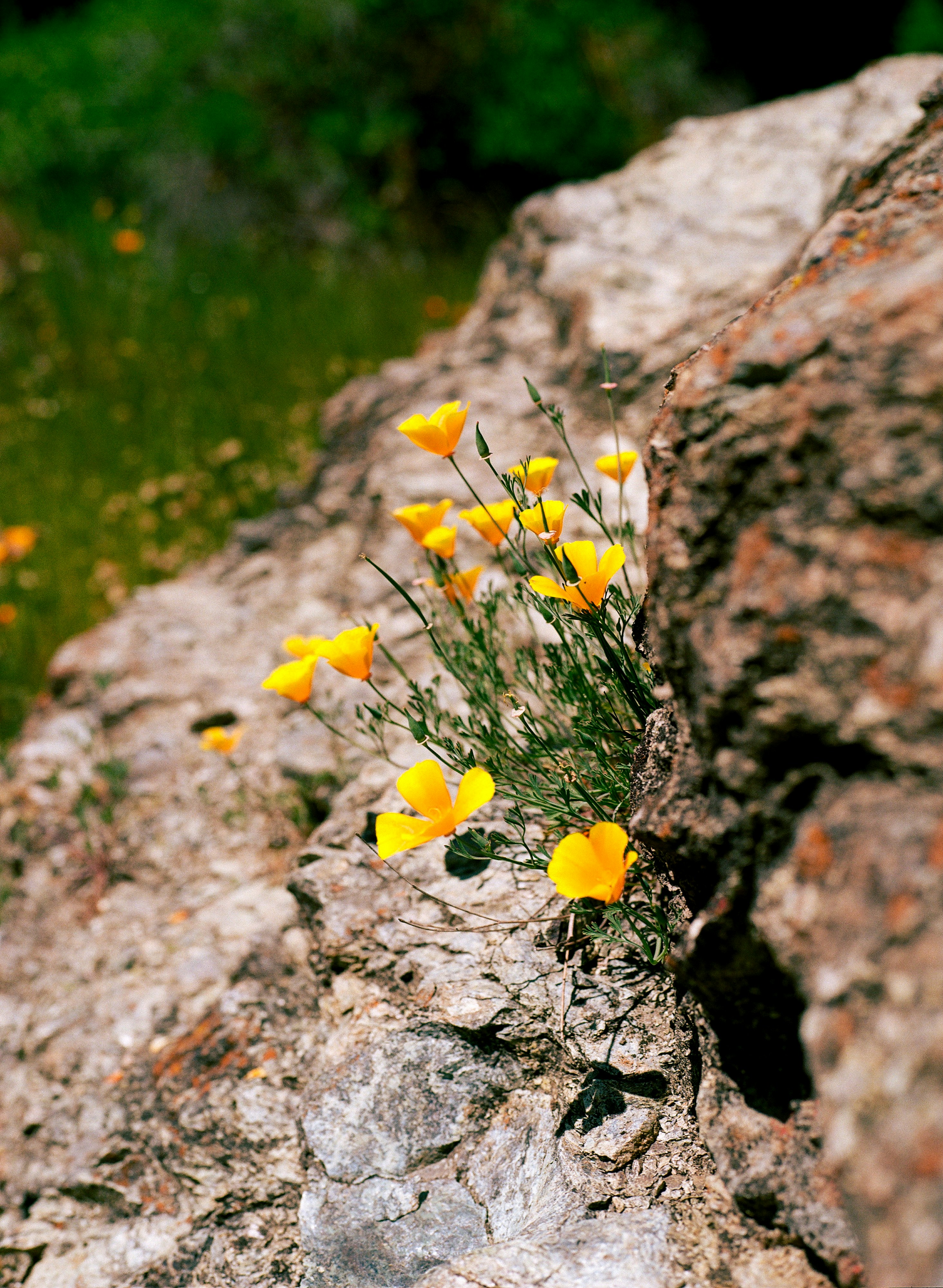 A bunch of yellow flowers growing out of a crack in a rock photo – Free ...