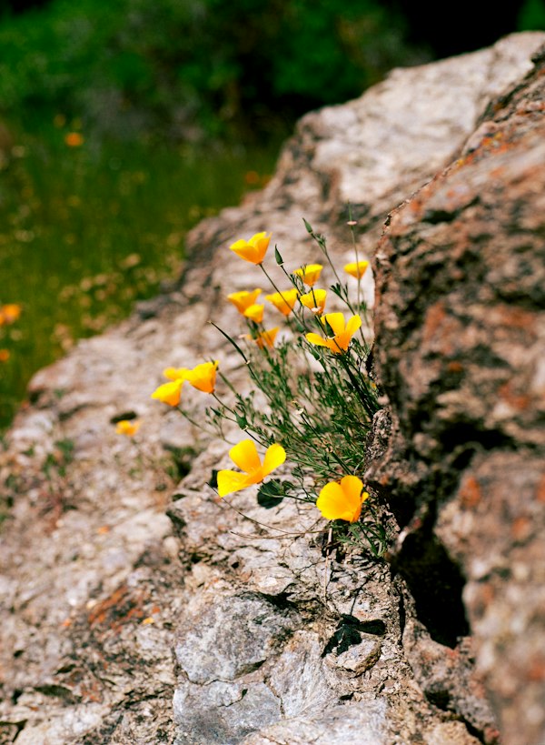 Small yellow wildflowers growing out of a crack in a gray rock