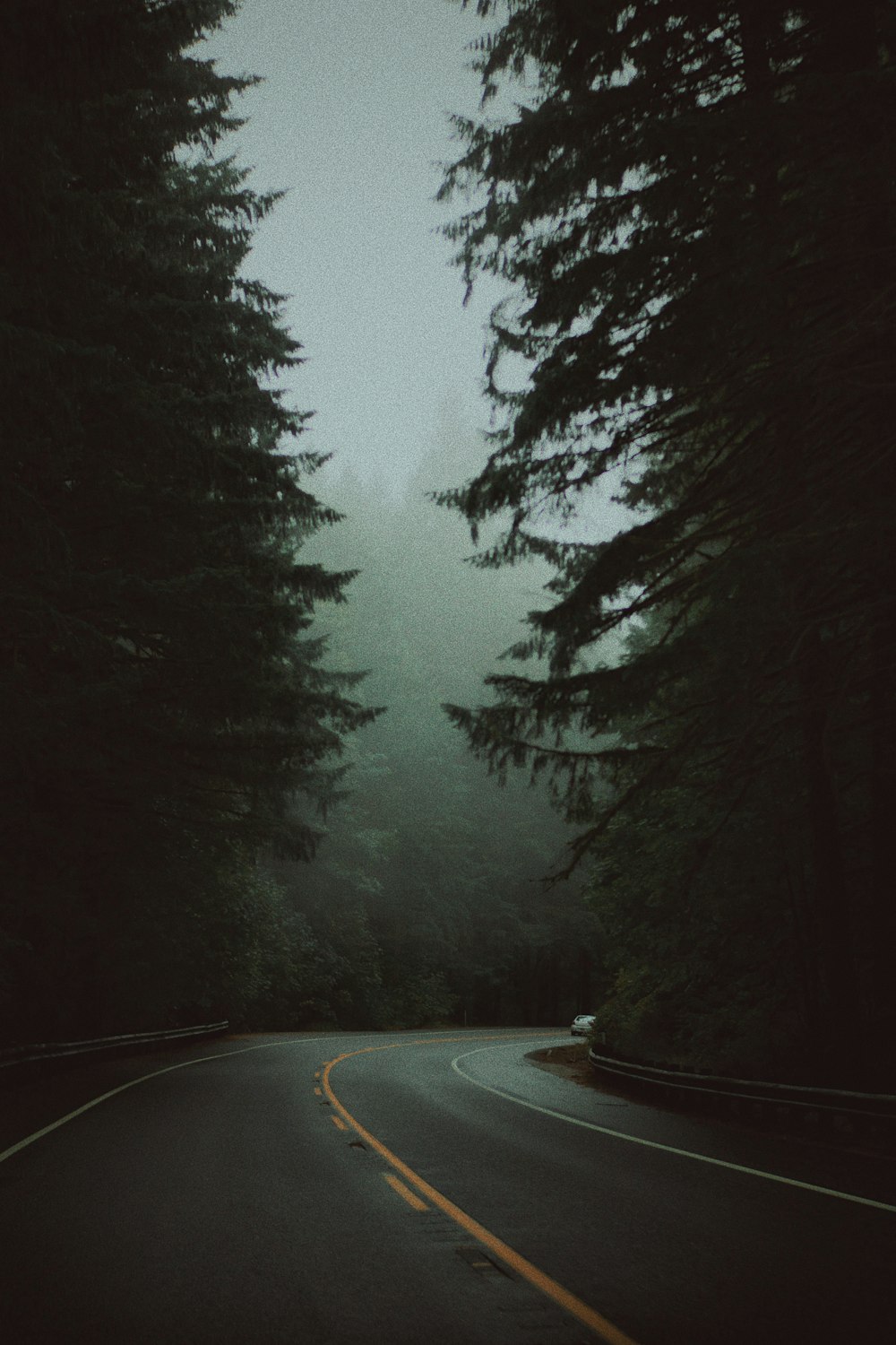 eine Straße mit Bäumen und Nebel im Hintergrund
