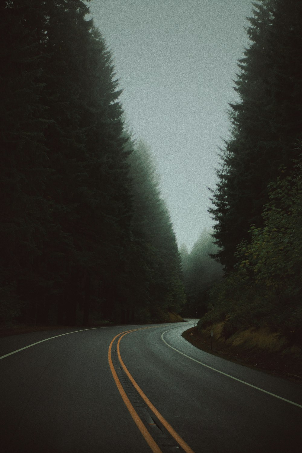 an empty road surrounded by tall trees in the fog