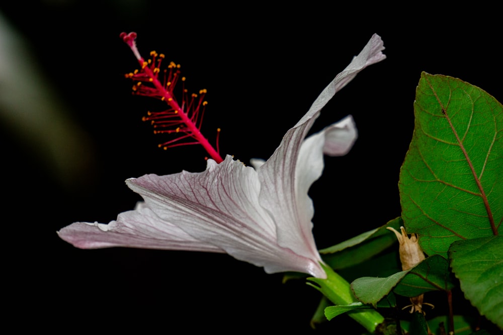 a close up of a flower with a black background