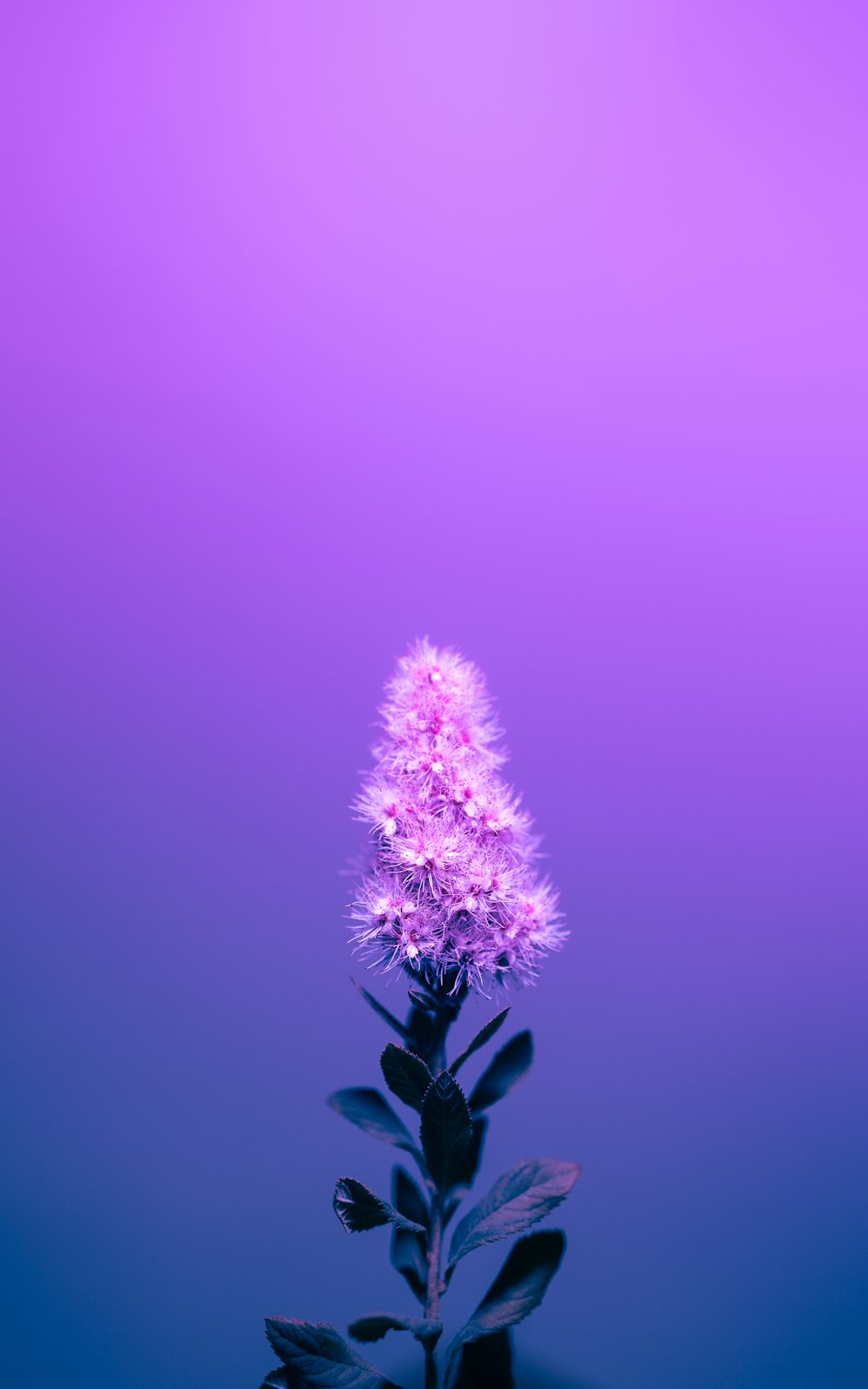 a purple flower on a purple background