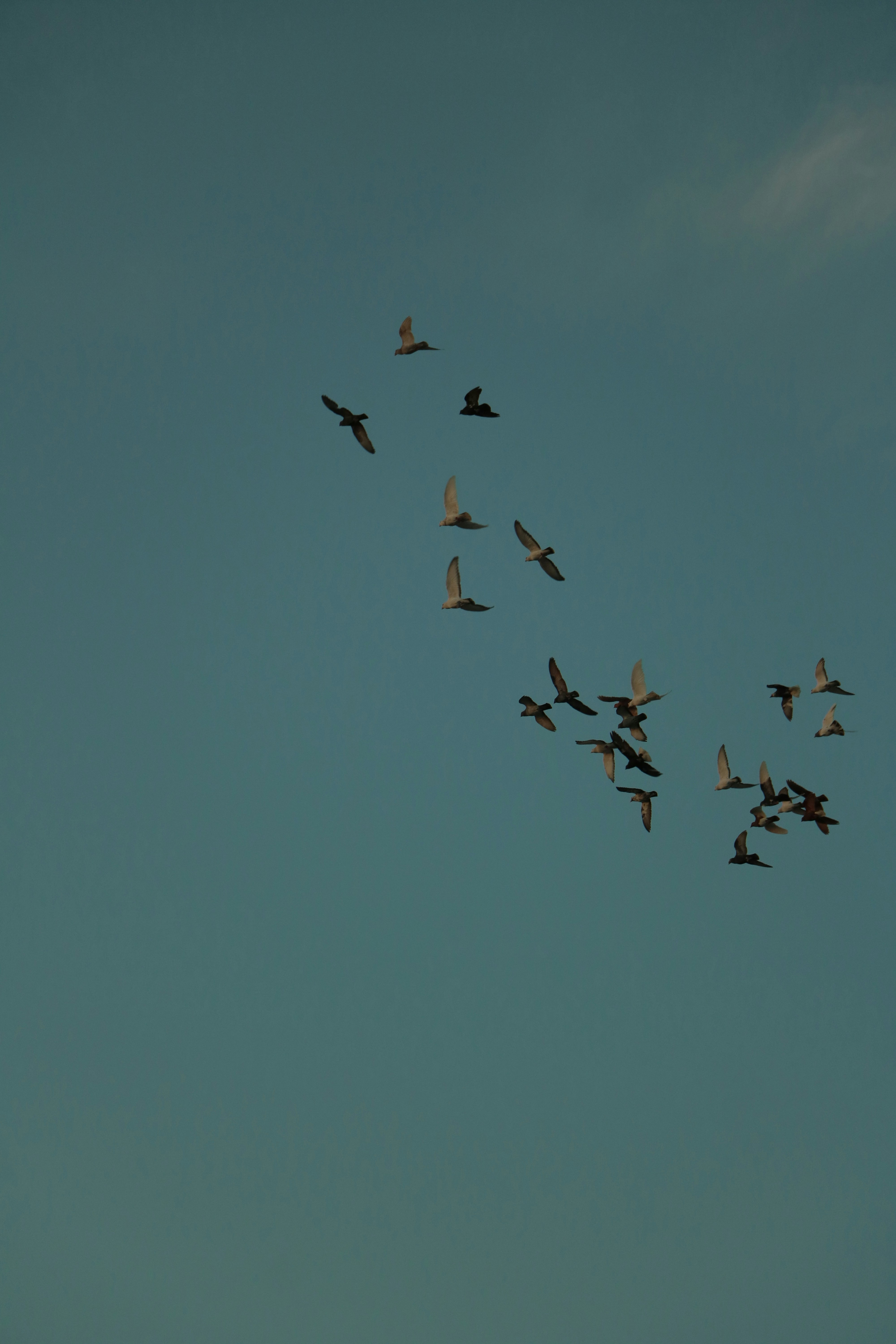 Photo by plasticlines