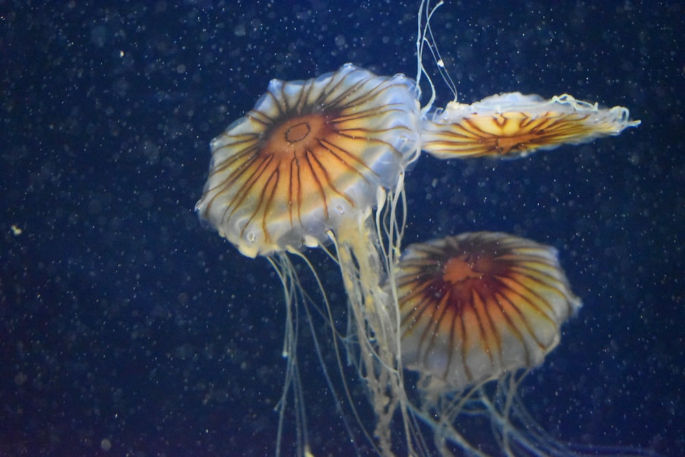 a group of jellyfish swimming in an aquarium