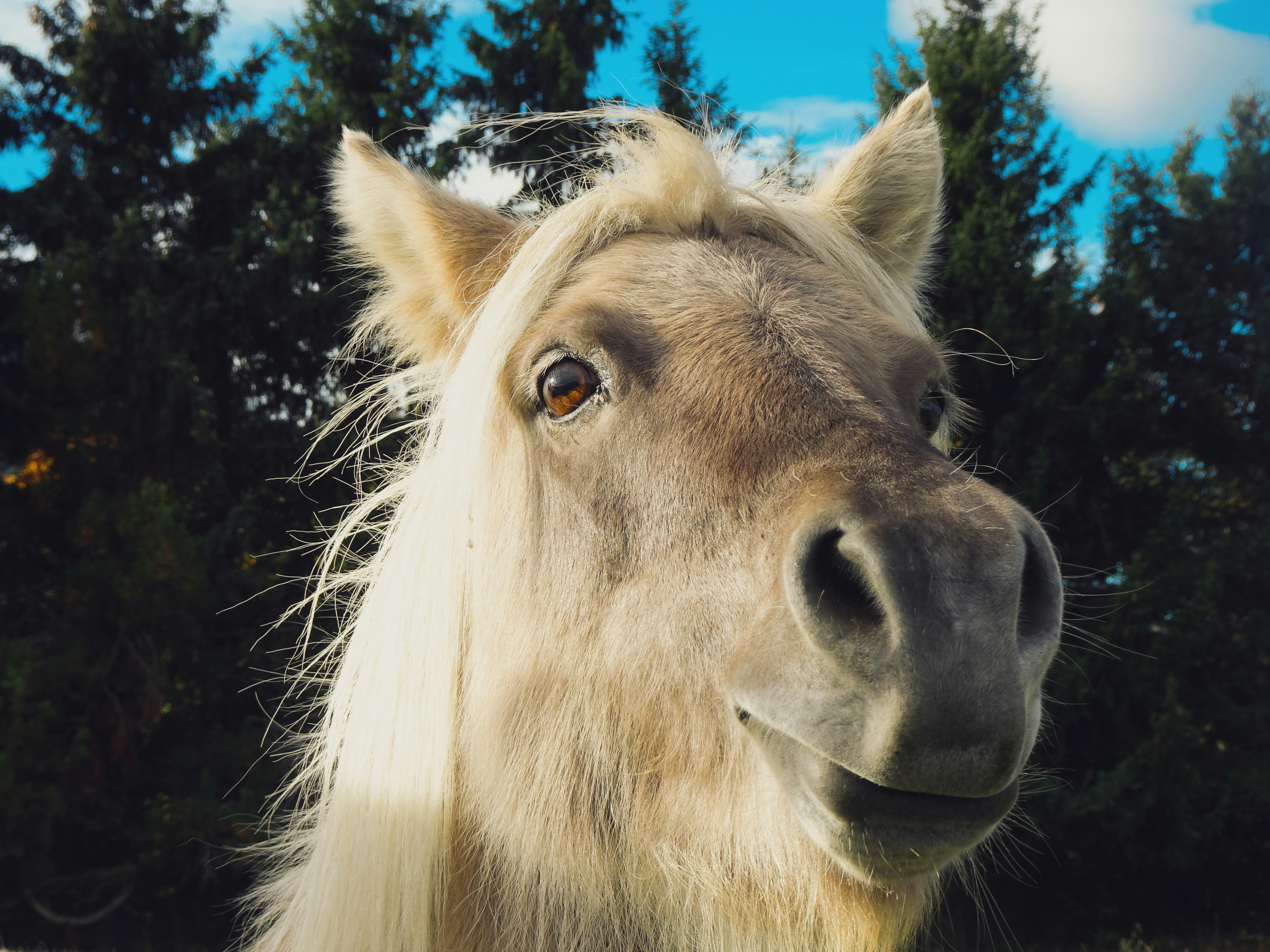 Cavalo Pangaré voador