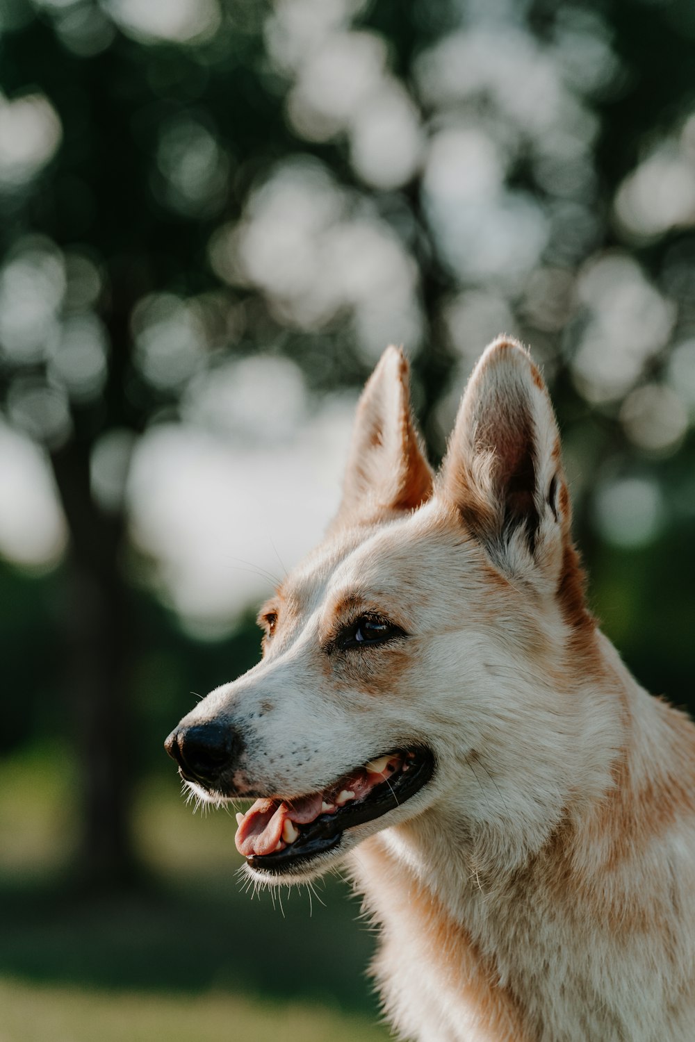 Nahaufnahme eines Hundes mit Bäumen im Hintergrund