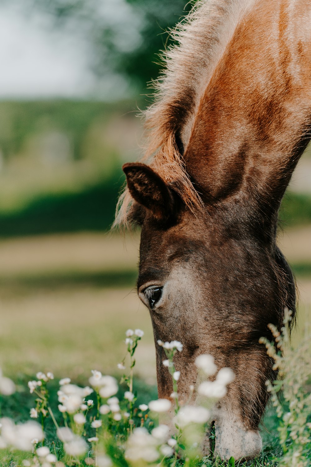 a horse grazing on grass in a field