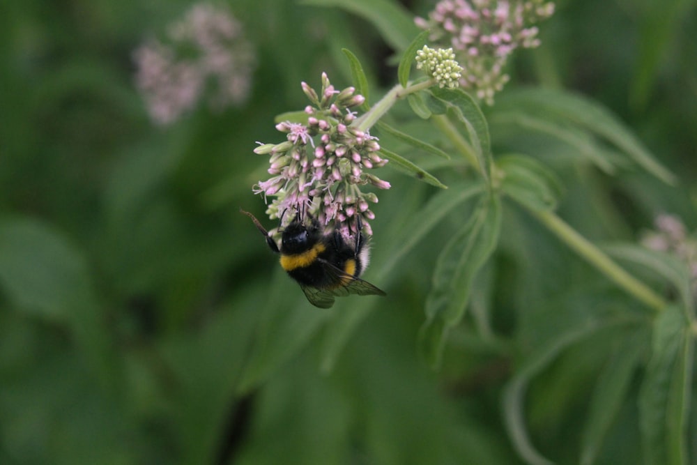 a yellow and black bee sitting on a flower