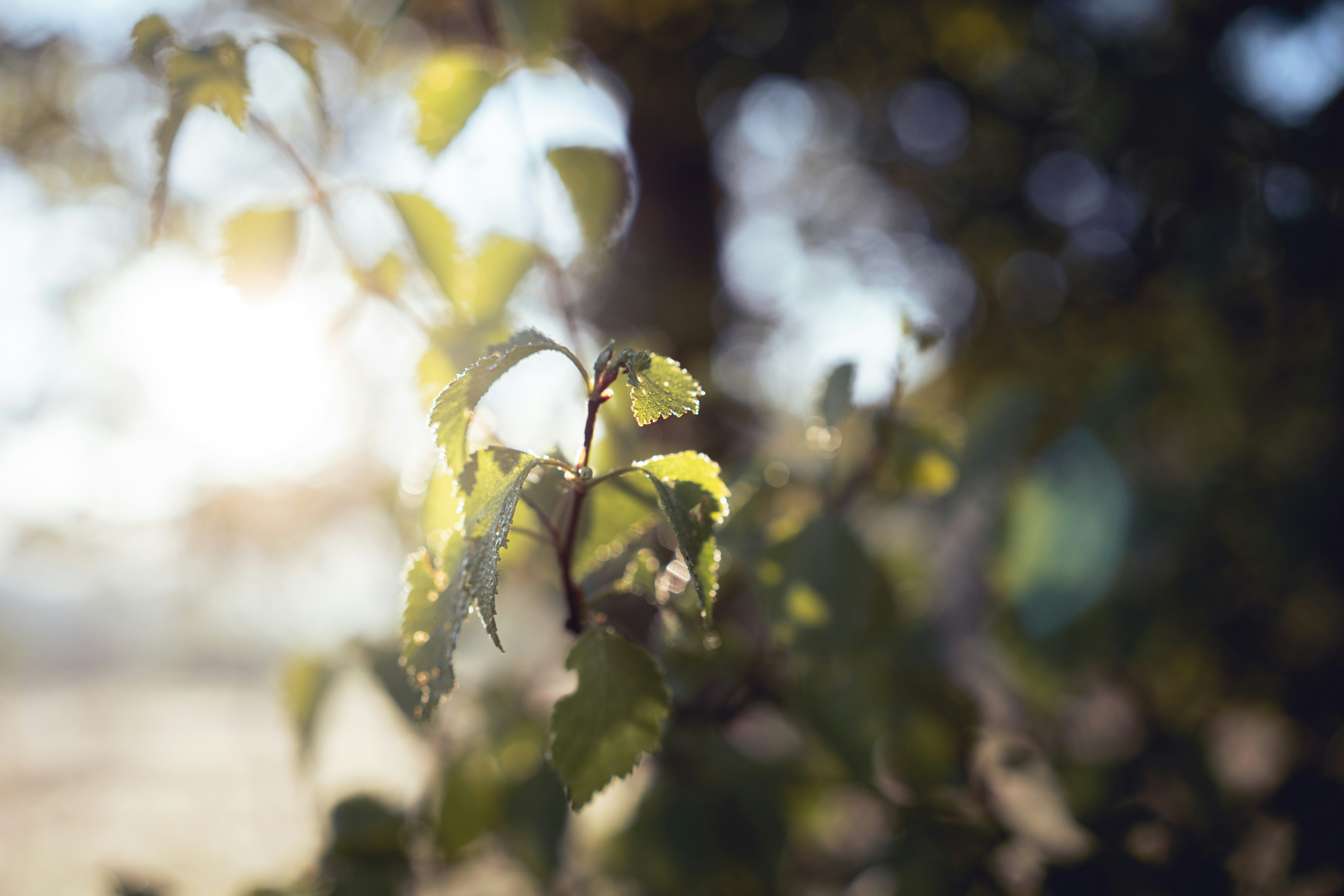 Photo by alexisnthere_