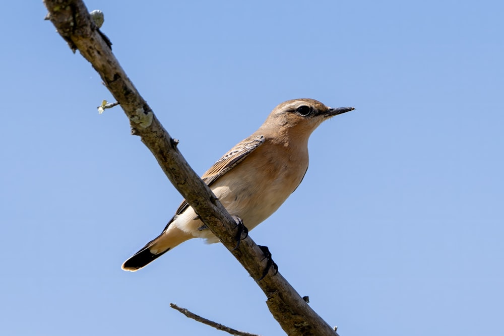 a bird is perched on a tree branch