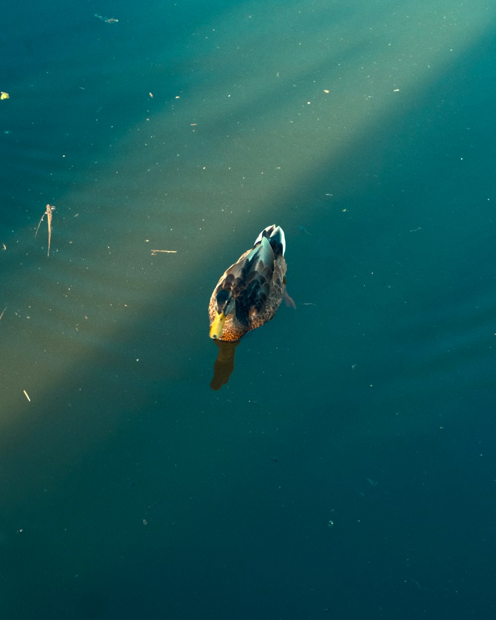 a duck floating on top of a body of water