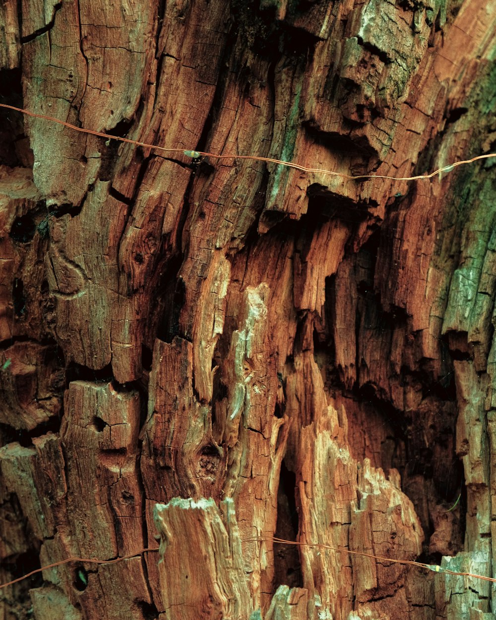 a close up of the bark of a tree