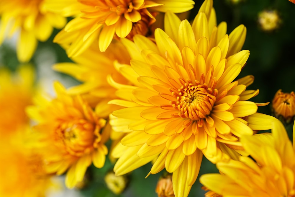 a bunch of yellow flowers that are blooming