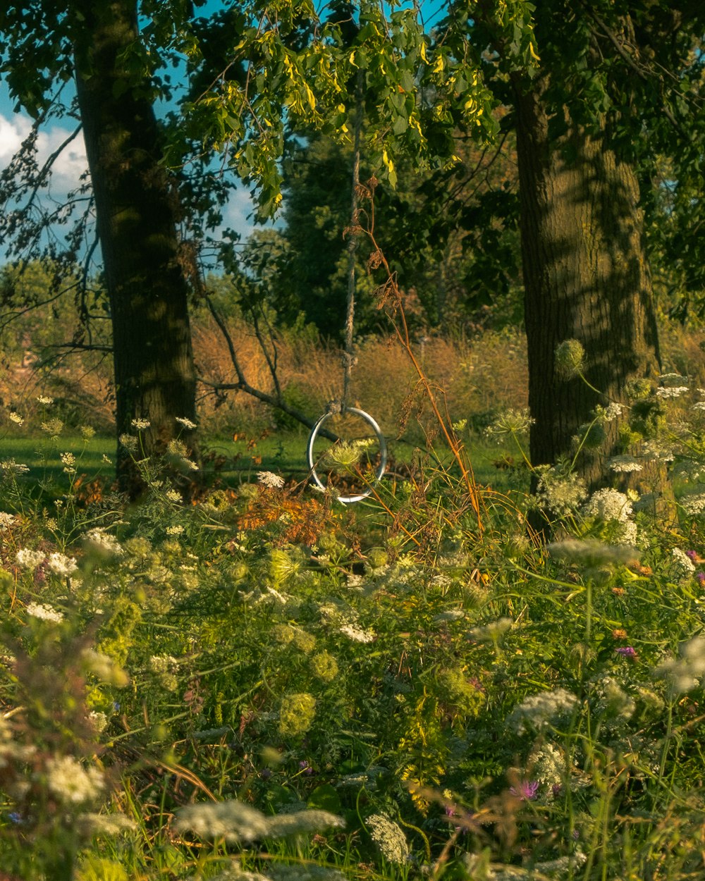 a circular object in the middle of a forest