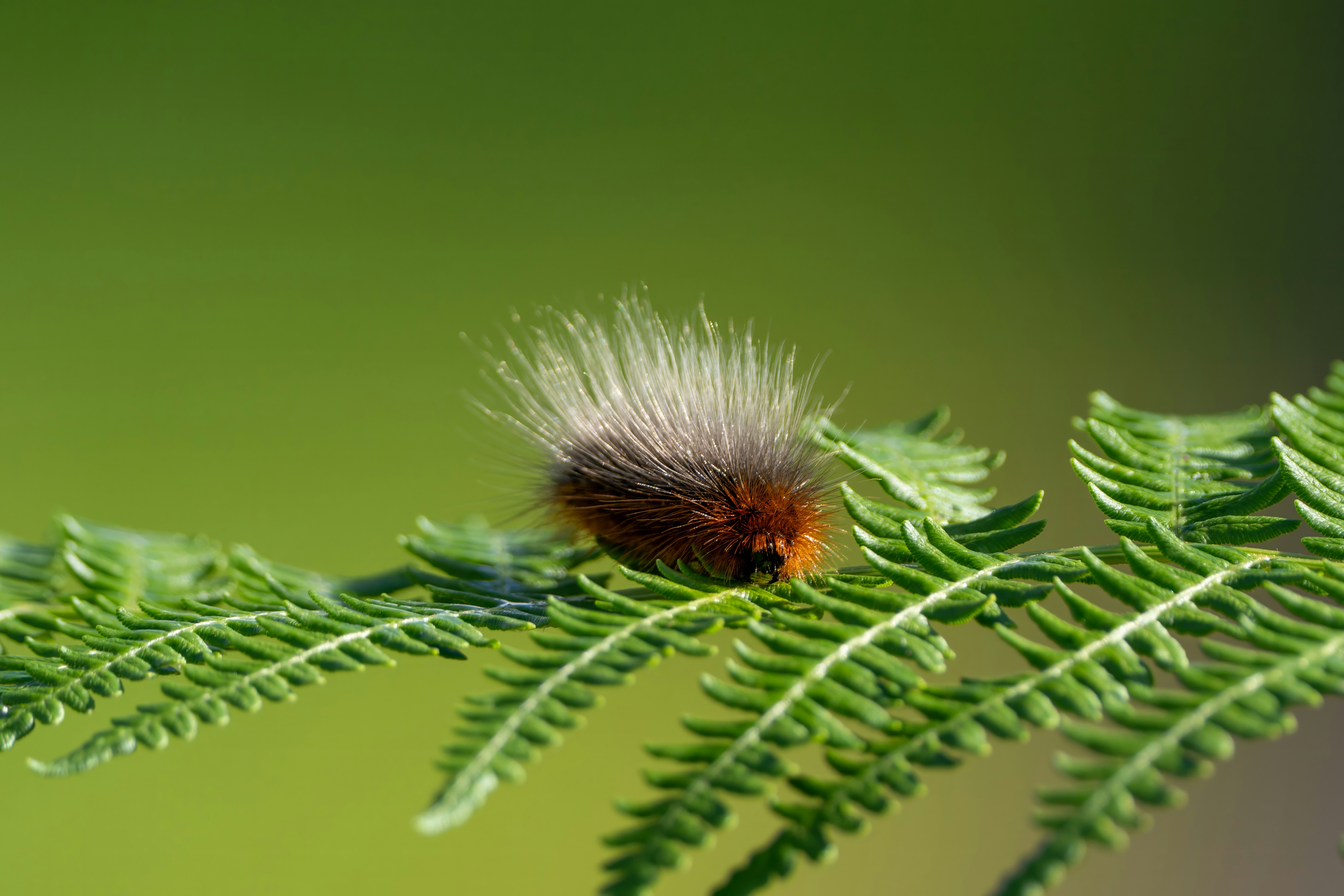 Photo by ronan_hello