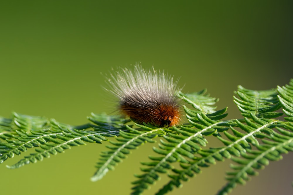 a close up of a green leaf with a brown and orange caterpillar on
