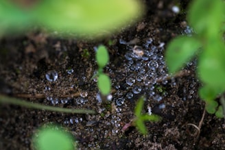 a close up of water droplets on a plant