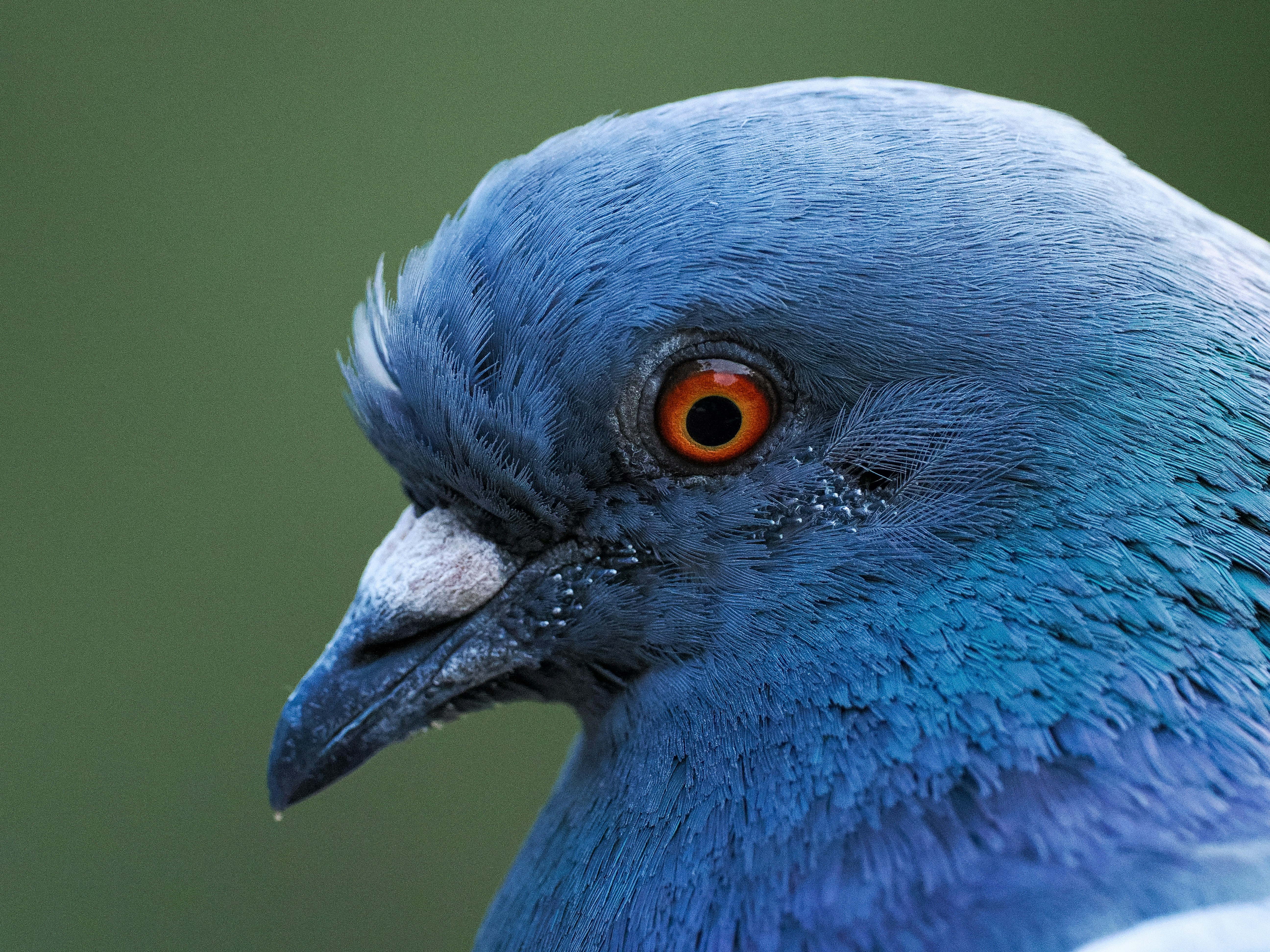 a close up of a blue bird with orange eyes